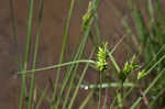 Pine barren sedge